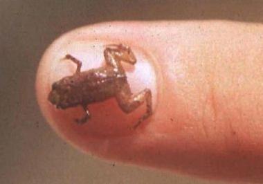自然主義者のメモそれは何ですか - 世界で最も小さい動物ですか？