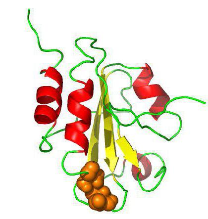 タンパク質：タンパク質の分類、構造および機能